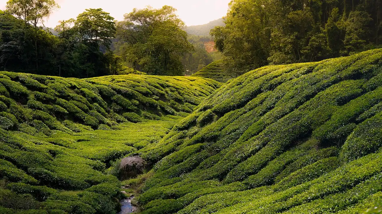 Common Malay Slang And The Particle Lah